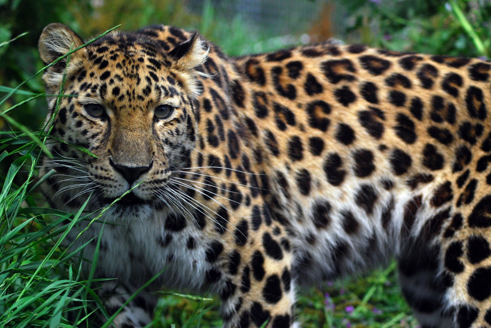 Resultado de imagem para Leopardo-de-amur