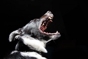 5 mitos sobre la agresividad canina