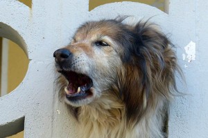 5 mitos sobre la agresividad canina