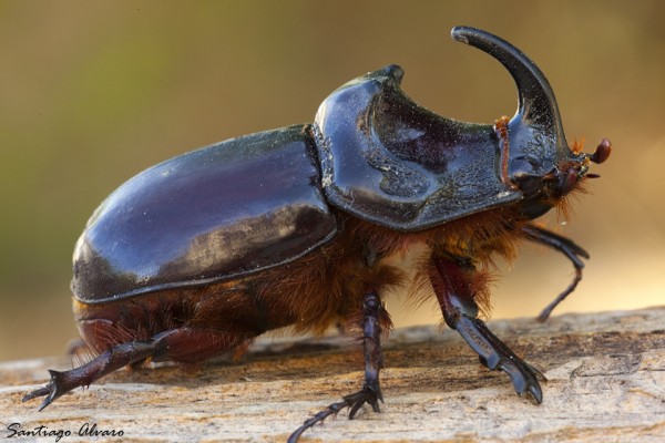 Escarabajo Rinoceronte F 1