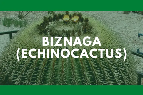 Biznaga (echinocactus)