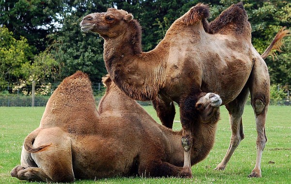 camello-bactriano-2