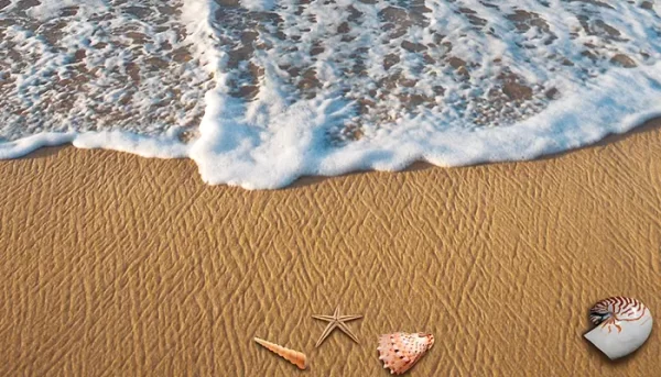 Dónde viven las caracolas de mar