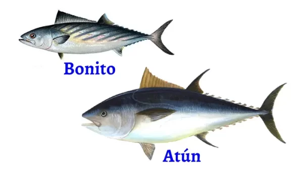 Diferencias de tamaño entre el atún y el bonito