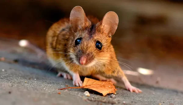 Aspecto físico de un ratón