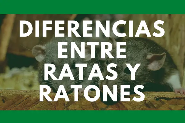 Diferencias entre ratas y ratones