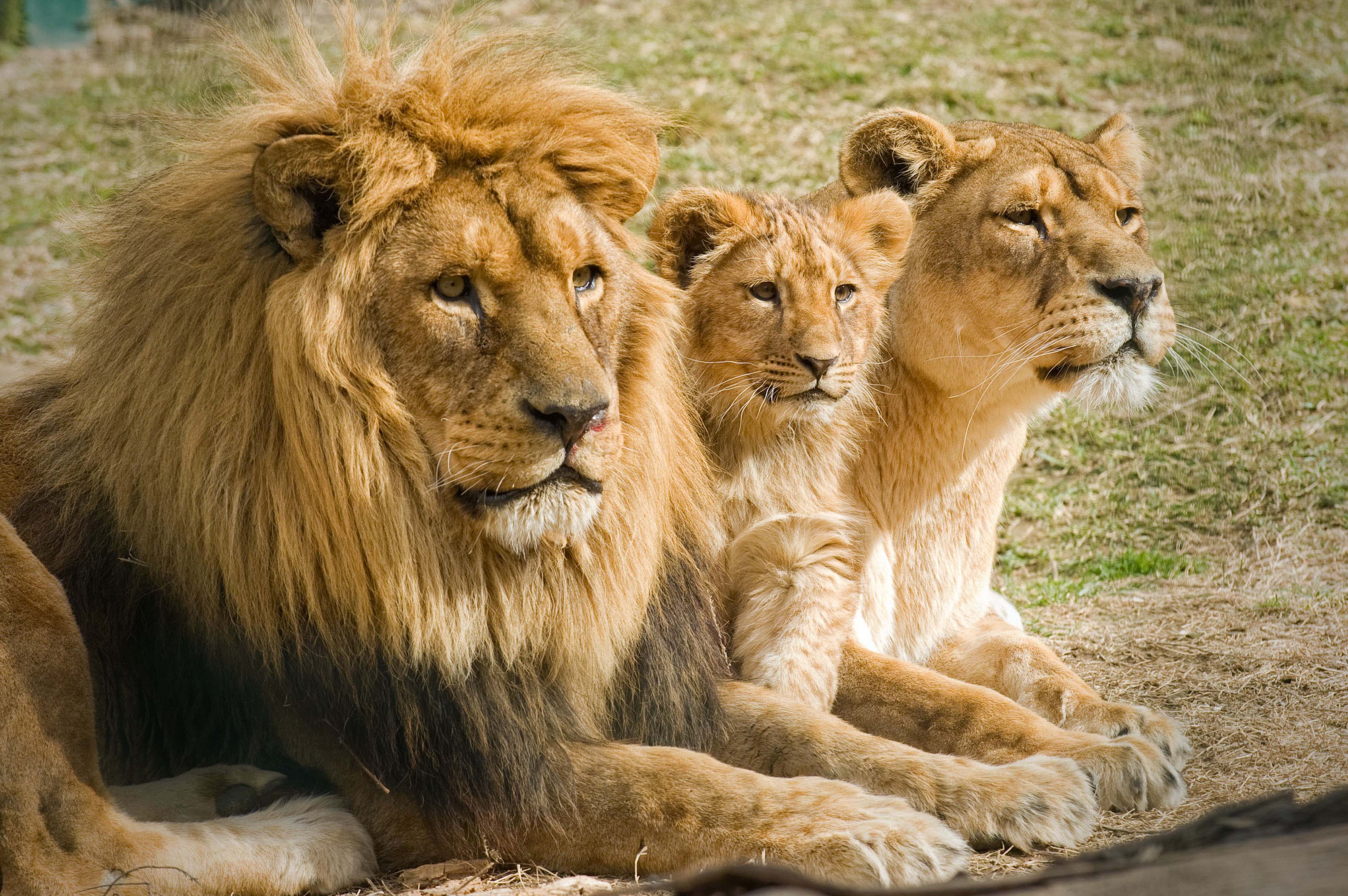 león sudafricano