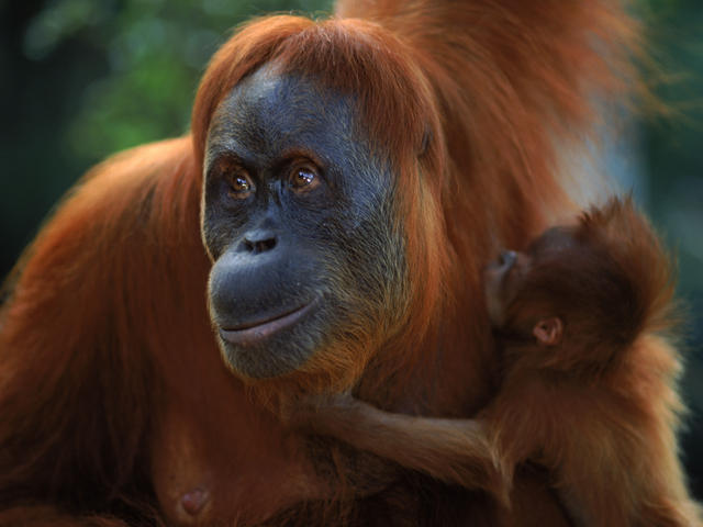 orangután de Sumatra
