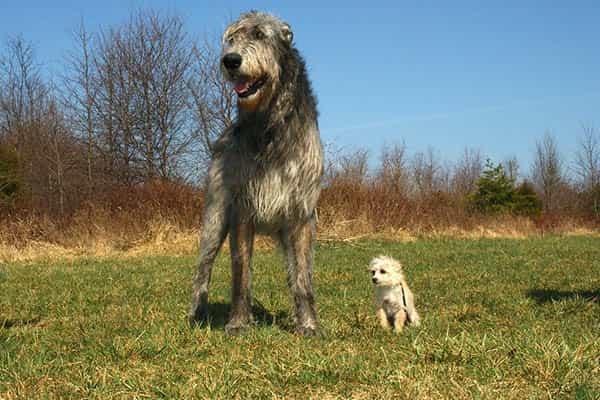 Los perros más grandes del mundo