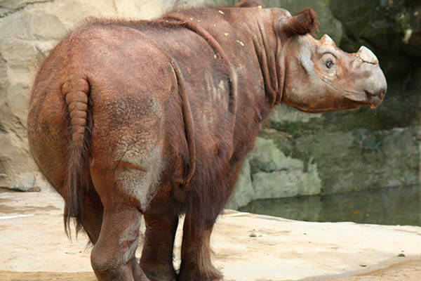 Imagen del rinoceronte de Sumatra