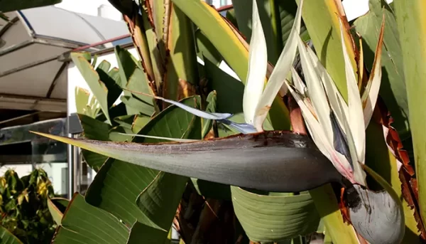 Flor de Strelitzia augusta