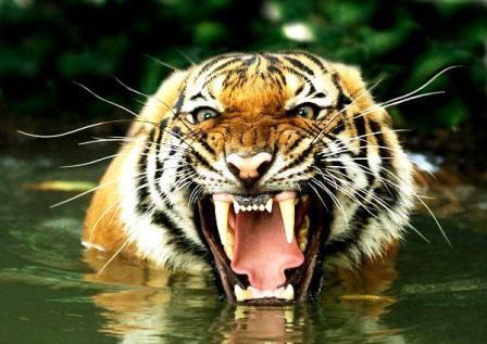tigre16
