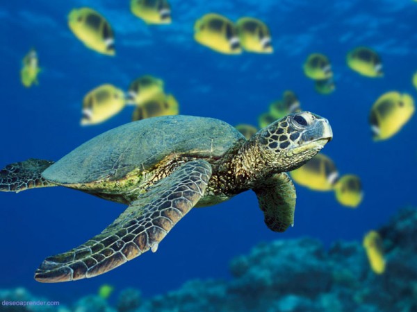 Una tortuga de mar verde nadando cerca de un banco de peces mari